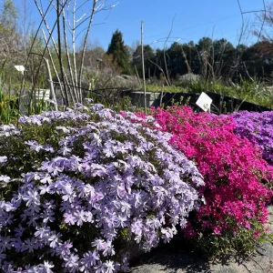Creeping Phlox Live Plant Plugs - Colorful Groundcover for Rock Gardens & Edging - Image 1