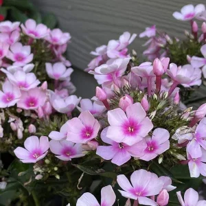 Creeping Phlox Live Plant Plugs - Colorful Groundcover for Rock Gardens & Edging - Image 7