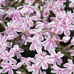 Creeping Phlox Live Plant Plugs - Colorful Groundcover for Rock Gardens & Edging - Image 8
