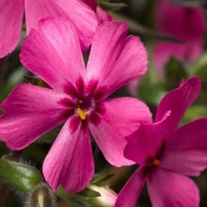 Creeping Phlox Live Plant Plugs - Colorful Groundcover for Rock Gardens & Edging - Image 9