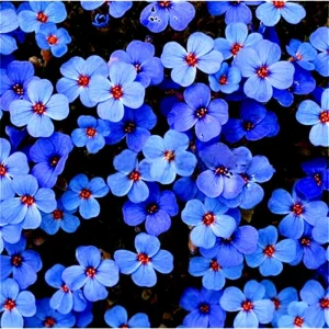 Creeping Thyme Herb Seeds - Thymus Serpyllum Ground Cover Blue Flowers Outdoor - Image 2