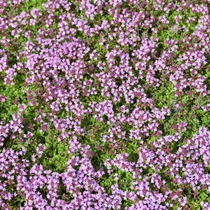 Creeping Thyme Live Plant - Groundcover, Fragrant, 1-inch Plug, Outdoor - Image 1