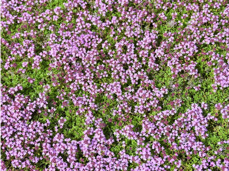 Creeping Thyme Live Plant - Groundcover, Fragrant, 1-inch Plug, Outdoor - Image 1