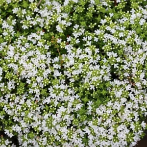 Creeping Thyme Live Plant - Groundcover, Fragrant, 1-inch Plug, Outdoor - Image 10