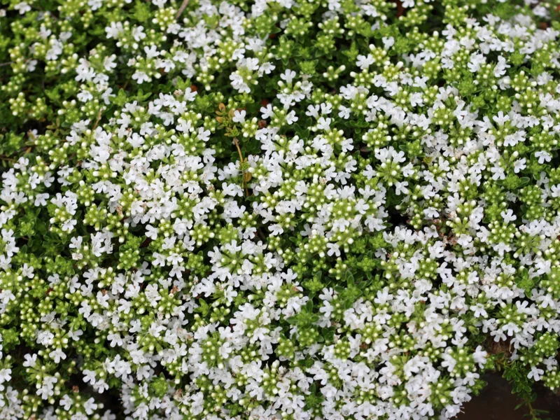 Creeping Thyme Live Plant - Groundcover, Fragrant, 1-inch Plug, Outdoor - Image 10