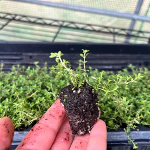Creeping Thyme Live Plant - Groundcover, Fragrant, 1-inch Plug, Outdoor - Image 2