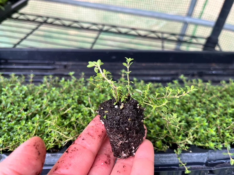 Creeping Thyme Live Plant - Groundcover, Fragrant, 1-inch Plug, Outdoor - Image 2