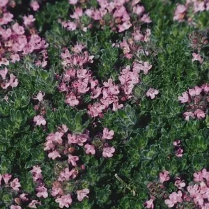 Creeping Thyme Live Plant - Groundcover, Fragrant, 1-inch Plug, Outdoor - Image 3