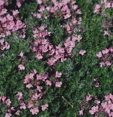Creeping Thyme Live Plant - Groundcover, Fragrant, 1-inch Plug, Outdoor - Image 3