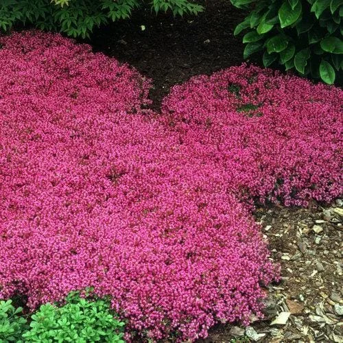 Creeping Thyme Live Plant - Groundcover, Fragrant, 1-inch Plug, Outdoor - Image 4