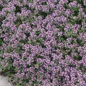 Creeping Thyme Live Plant - Groundcover, Fragrant, 1-inch Plug, Outdoor - Image 5