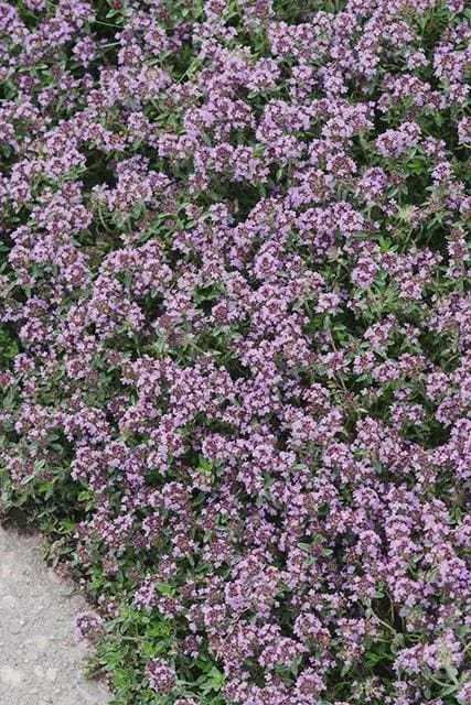 Creeping Thyme Live Plant - Groundcover, Fragrant, 1-inch Plug, Outdoor - Image 5