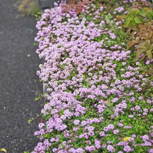 Creeping Thyme Live Plant - Groundcover, Fragrant, 1-inch Plug, Outdoor - Image 6