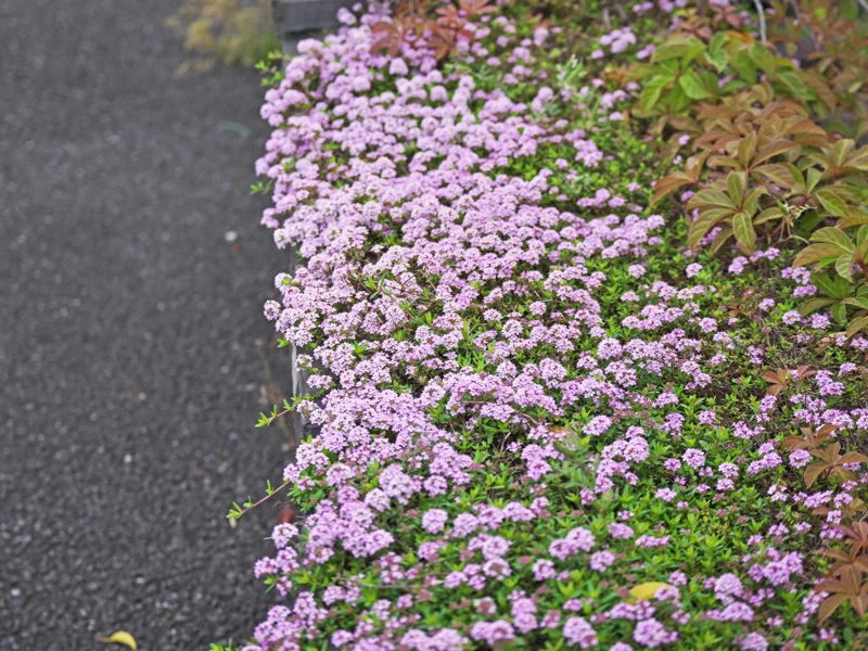 Creeping Thyme Live Plant - Groundcover, Fragrant, 1-inch Plug, Outdoor - Image 6