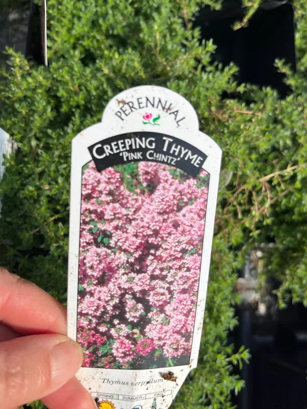 Creeping Thyme Live Plant - Groundcover, Fragrant, 1-inch Plug, Outdoor - Image 7