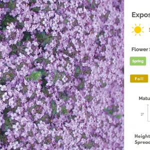 Creeping Thyme Live Plant - Groundcover, Fragrant, 1-inch Plug, Outdoor - Image 8