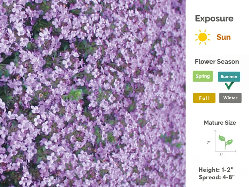 Creeping Thyme Live Plant - Groundcover, Fragrant, 1-inch Plug, Outdoor - Image 8