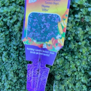 Creeping Thyme Live Plant - Groundcover, Fragrant, 1-inch Plug, Outdoor - Image 9