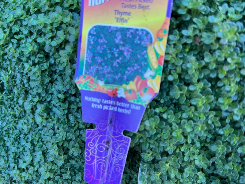 Creeping Thyme Live Plant - Groundcover, Fragrant, 1-inch Plug, Outdoor - Image 9