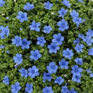 Creeping Thyme Seeds - Non-GMO, Easy-Grow Fragrant Ground Cover Plant - Image 2