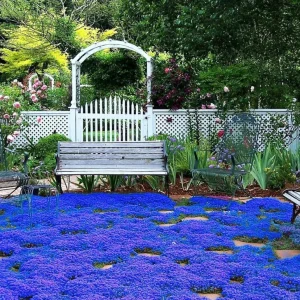 Creeping Thyme Seeds - Non-GMO, Easy-Grow Fragrant Ground Cover Plant - Image 3