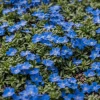 Creeping Thyme Seeds - Non-GMO, Easy-Grow Fragrant Ground Cover Plant - Image 1