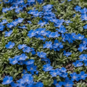 Creeping Thyme Seeds - Non-GMO, Easy-Grow Fragrant Ground Cover Plant - Image 1