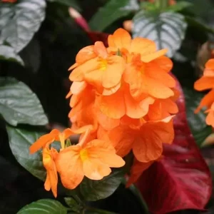 Crossandra Firecracker Flower Live Plant - Orange Blooms, Indoor/Outdoor Starter - Image 4