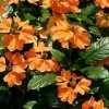 Crossandra Firecracker Flower Live Plant - Orange Blooms, Indoor/Outdoor Starter - Image 1