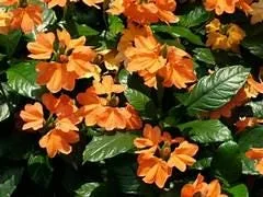 Crossandra Firecracker Flower Live Plant - Orange Blooms, Indoor/Outdoor Starter - Image 1