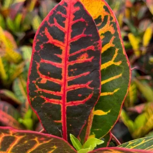 Croton Codiaeum Variegatum Live Plant - Colorful Foliage, 4 Inch Pot, Indoor Tropical - Image 2