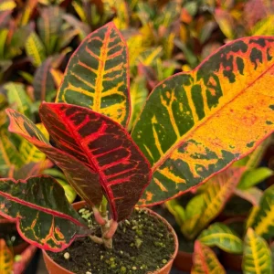 Croton Codiaeum Variegatum Live Plant - Colorful Foliage, 4 Inch Pot, Indoor Tropical - Image 1