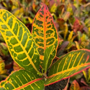 Croton Codiaeum Variegatum Live Plant - Colorful Foliage, 4 Inch Pot, Indoor Tropical - Image 3