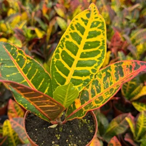 Croton Codiaeum Variegatum Live Plant - Colorful Foliage, 4 Inch Pot, Indoor Tropical - Image 4