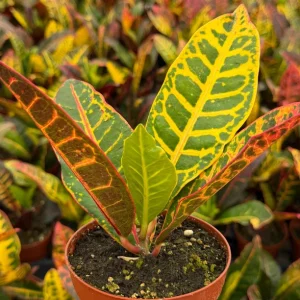 Croton Codiaeum Variegatum Live Plant - Colorful Foliage, 4 Inch Pot, Indoor Tropical - Image 5