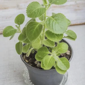 Cuban Oregano Live Plant – 4-6" Tall Starter Herb – Plectranthus amboinicus – Indoor/Outdoor - Image 1