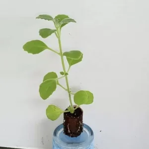 Cuban Oregano Live Plant – 4-6" Tall Starter Herb – Plectranthus amboinicus – Indoor/Outdoor - Image 2