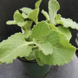 Cuban Oregano Live Plant – 4-6