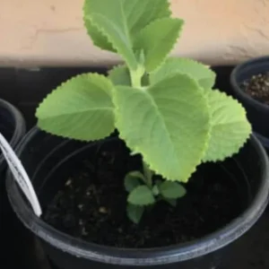 Cuban Oregano Live Plant – 4-6