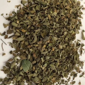 Cuban Oregano Live Plant - 4" Pot - Aromatic Herb - Image 2