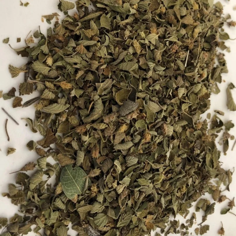 Cuban Oregano Live Plant - 4" Pot - Aromatic Herb - Image 2