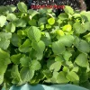 Cuban Oregano Live Plant - 4" Pot - Aromatic Herb - Image 1