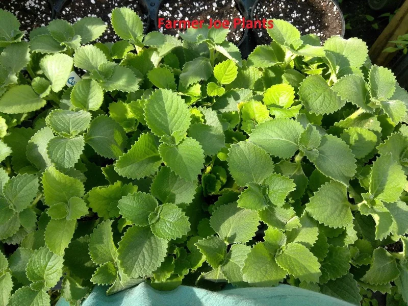 Cuban Oregano Live Plant - 4" Pot - Aromatic Herb - Image 1