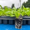 Culantro Herb Live Plant - Seedling Plug, Well-Rooted, 1-inch Pot, Indoor/Outdoor - Image 1
