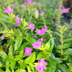 Cuphea Allyson Mexican Heather Live Plant - Pack of 2 (5-9