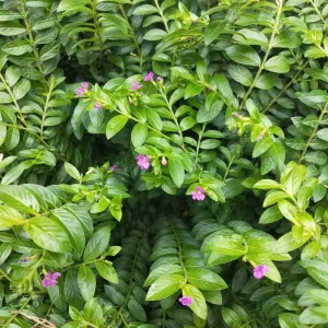 Cuphea Allyson Mexican Heather Live Plant - Pack of 2 (5-9