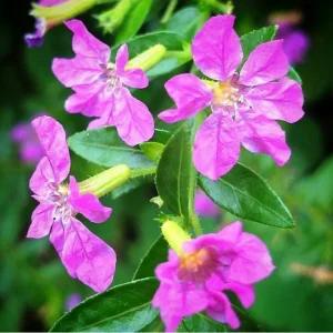 Cuphea Allyson Mexican Heather Live Plant - Pack of 2 (5-9
