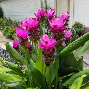 Curcuma Siam Shadow Live Plant – Purple Pink Tropical Ginger Flower 3-6" Tall - Image 2