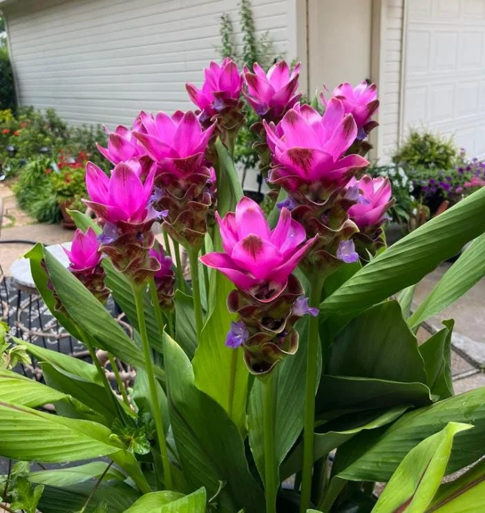 Curcuma Siam Shadow Live Plant – Purple Pink Tropical Ginger Flower 3-6" Tall - Image 2