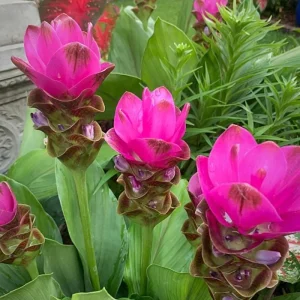 Curcuma Siam Shadow Live Plant – Purple Pink Tropical Ginger Flower 3-6